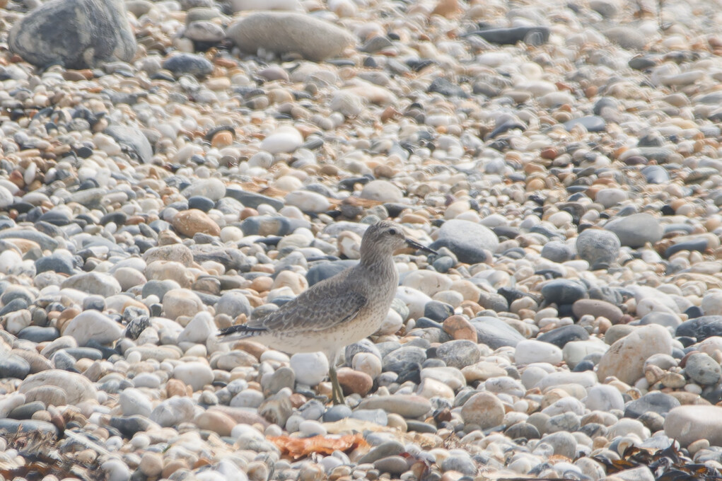 Photo of Knot